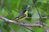 Common Tody-Flycatcherborder=